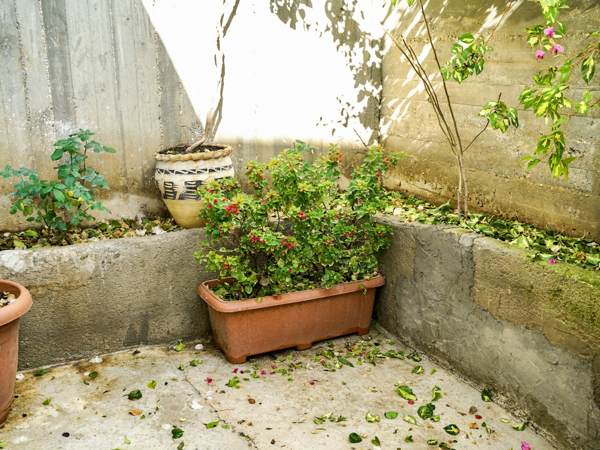 Potted plants in a sunny courtyard with fallen leaves