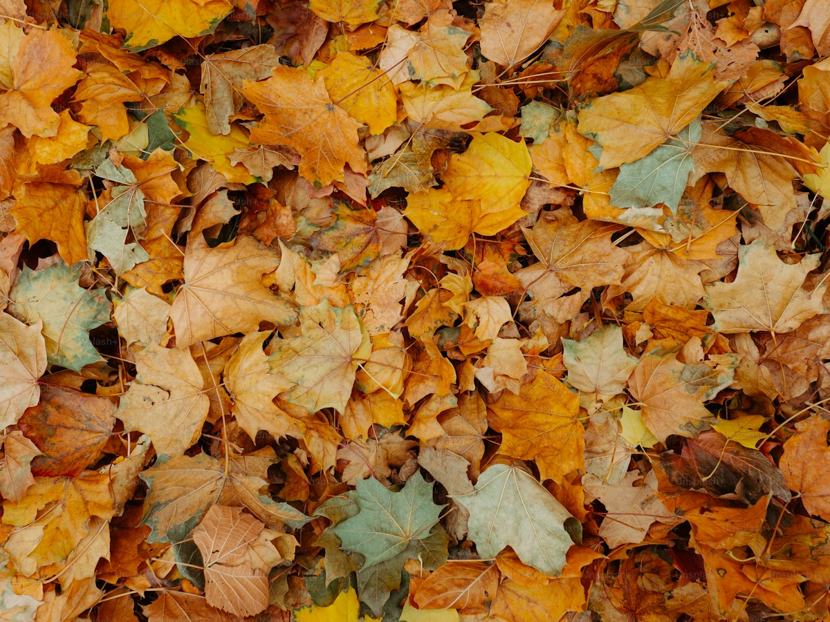 a bunch of leaves that are laying on the ground